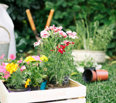 Usługi ogrodnicze Warszawa – Twój klucz do zadbanego ogrodu