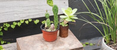 Doniczki gliniane hurtownia – jak wybrać i gdzie szukać najlepszych rozwiązań