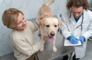 Profesjonalne szkolenia weterynaryjne – gwarancja sukcesu nowoczesnych praktyk