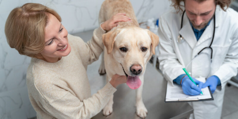 Profesjonalne szkolenia weterynaryjne – gwarancja sukcesu nowoczesnych praktyk